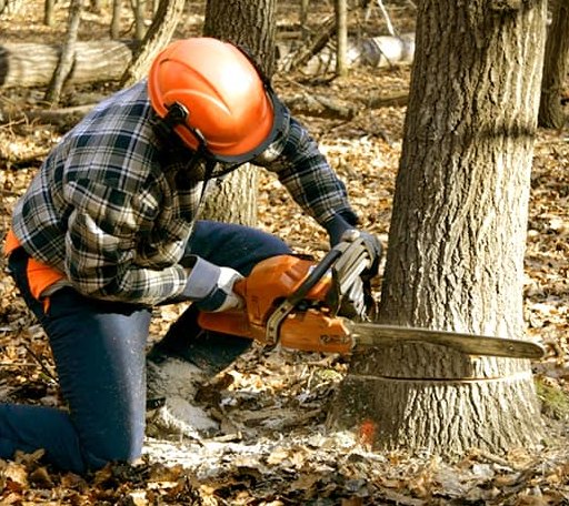 Tree Removal in Rush, CO